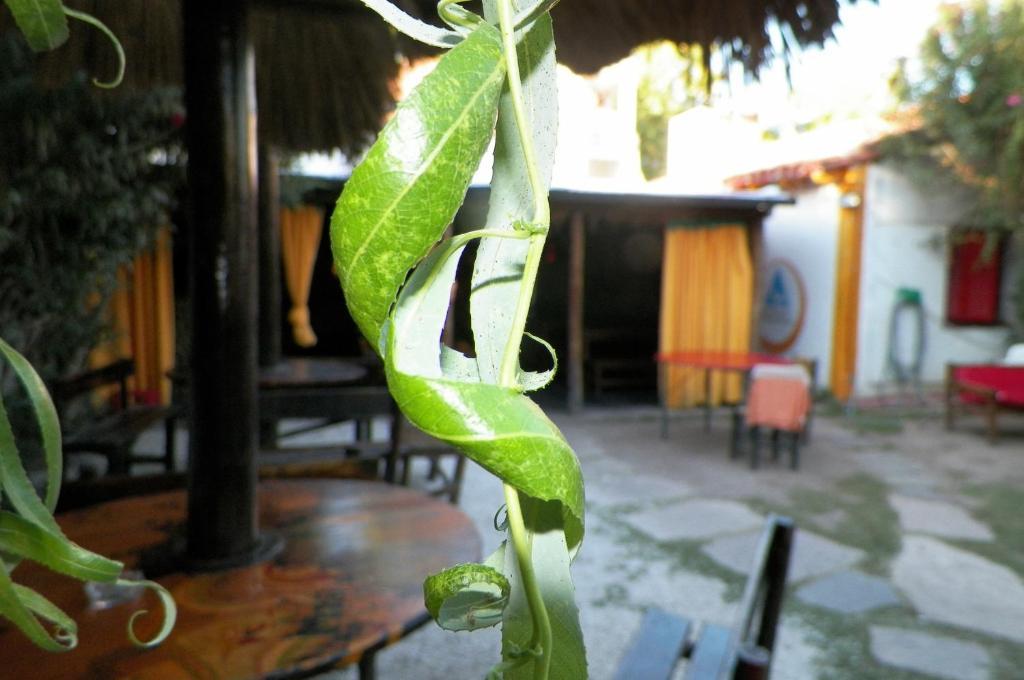 Hostel Mendoza Inn Eksteriør bilde